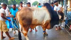 দুর্গতদের সাহায্য প্রদান